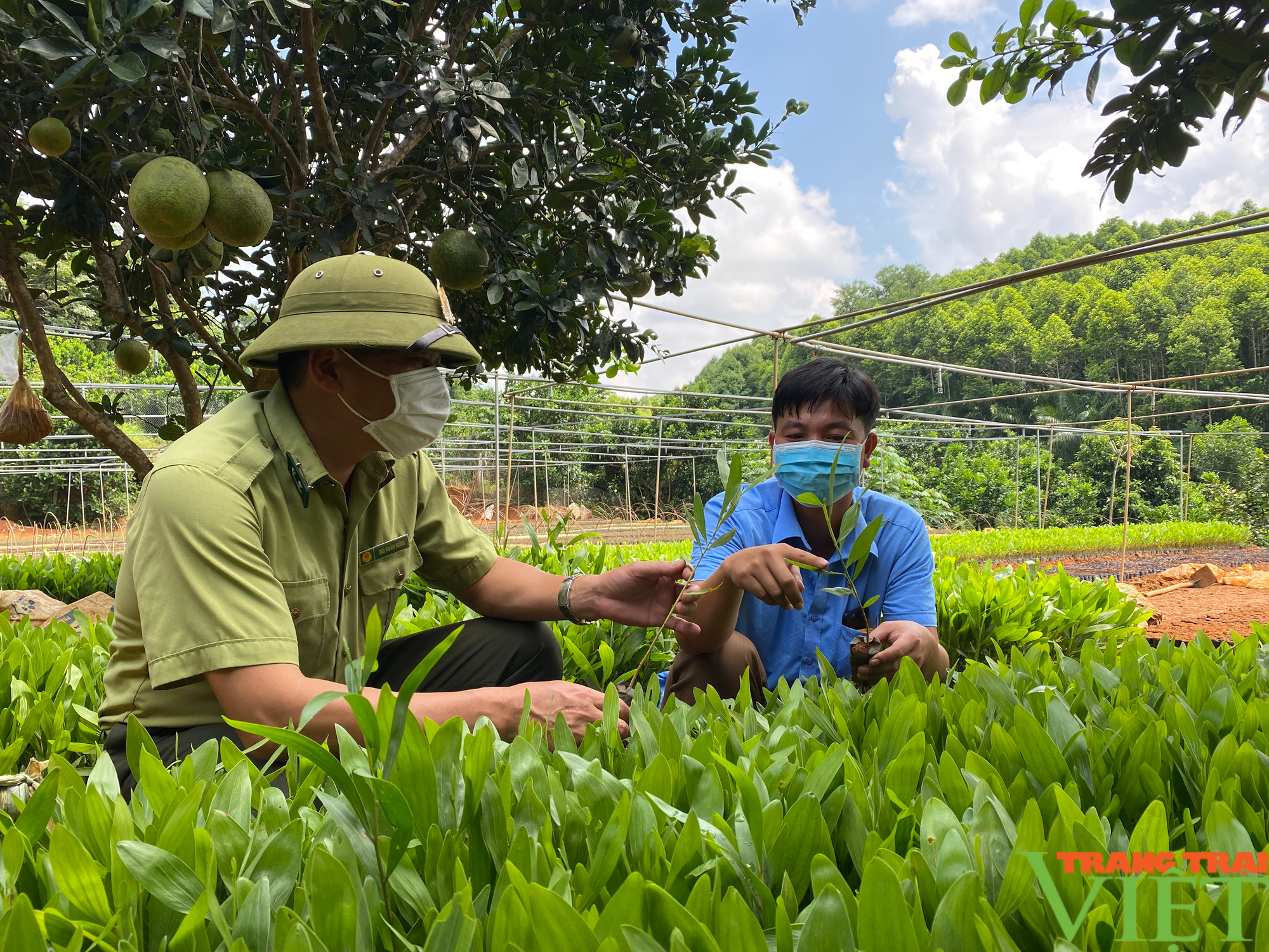 Hoà Bình: Bảo đảm sinh kế cho người trồng rừng - Ảnh 1.