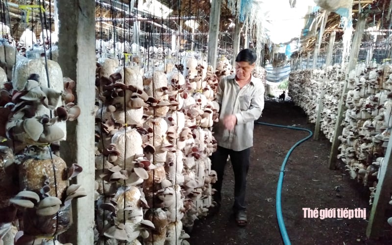 Làng nghề trồng nấm lớn nhất Đồng Nai tất bật vào vụ tết