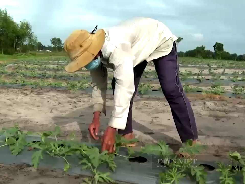 Giá phân bón tăng nóng, nông dân trồng dưa hấu Tết “lên đồng” - Ảnh 3.