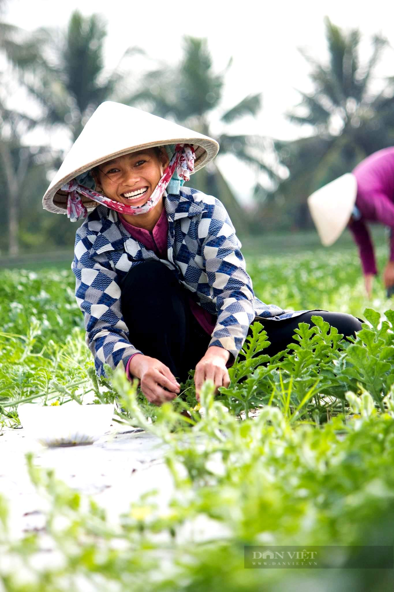 Giá phân bón tăng nóng, nông dân trồng dưa hấu Tết “lên đồng” - Ảnh 4.