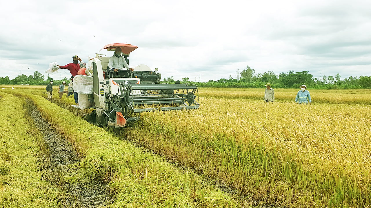 Đã đến lúc cần có sàn giao dịch nông sản cho Đồng bằng Sông Cửu Long - Ảnh 3.