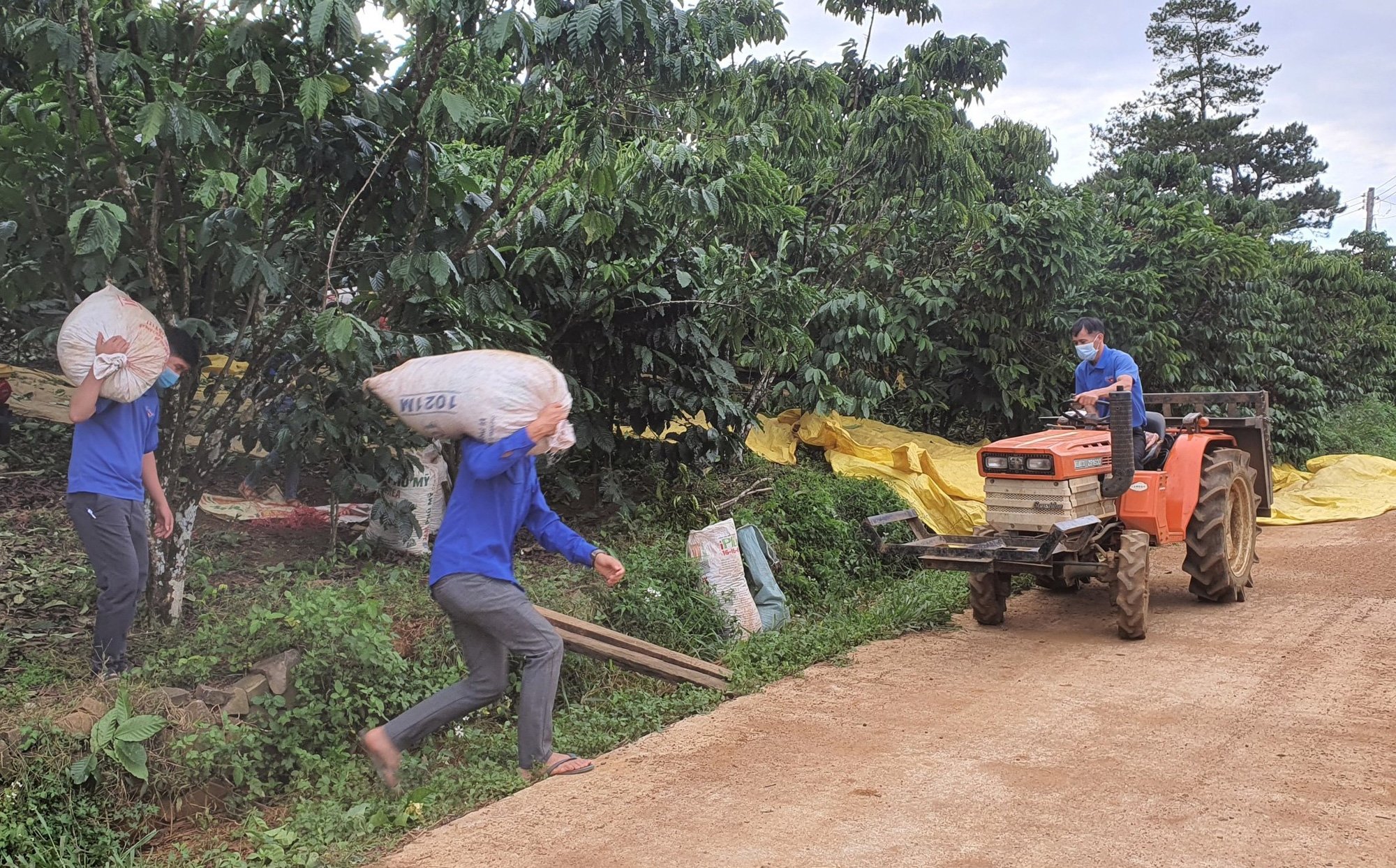 Giá cà phê tại Lâm Đồng hơn 40 ngàn/kg, đoàn viên, thanh niên thu hoạch kiểu “vần công” - Ảnh 2.
