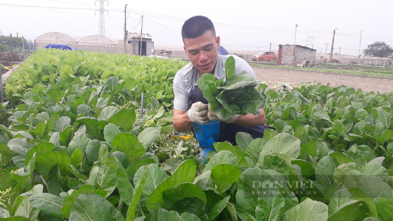 Thái Nguyên: Trồng rau an toàn dễ chăm mà thu nhập khá, dù giá có xuống thấp vẫn có lãi - Ảnh 6.