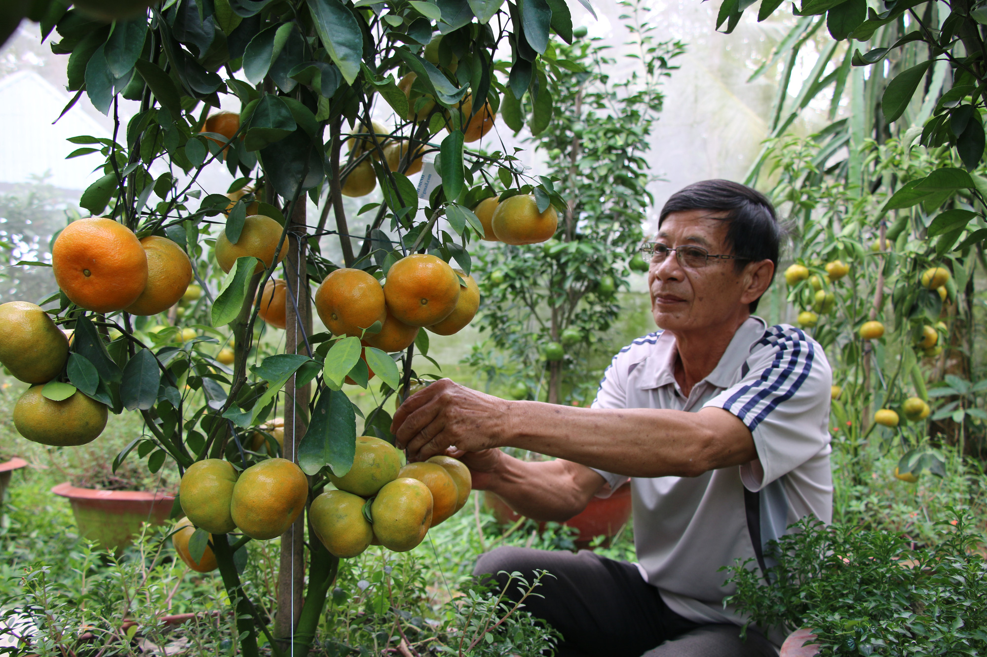 Nông dân thủ phủ quýt hồng Lai Vung tiết lộ niềm vui vụ Tết - Ảnh 16. Nông dân thủ phủ quýt hồng Lai Vung tiết lộ niềm vui vụ Tết - Ảnh 16.