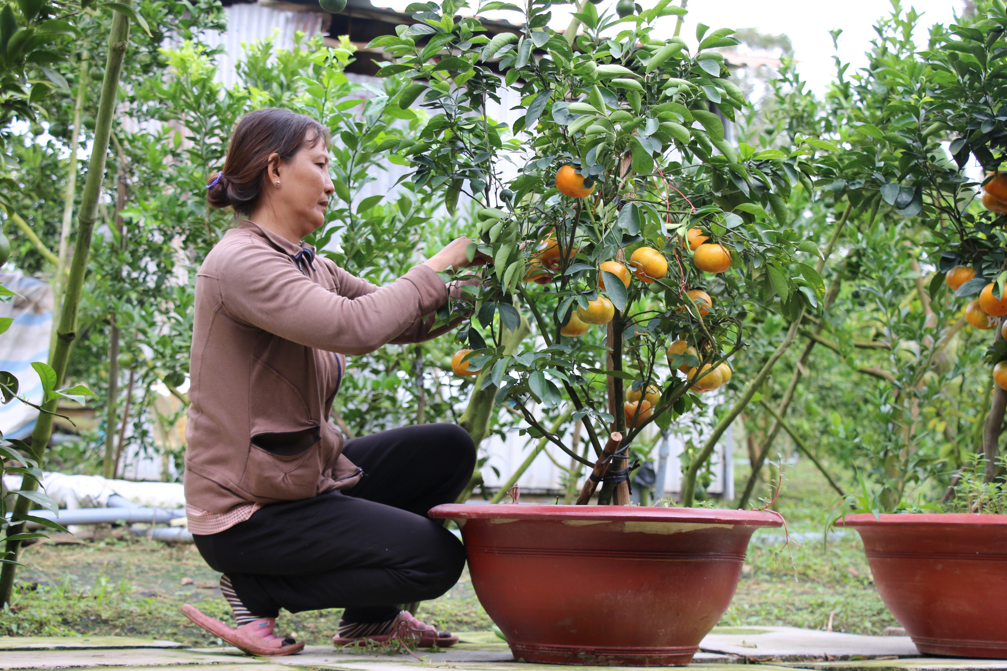 Nông dân thủ phủ quýt hồng Lai Vung tiết lộ niềm vui vụ Tết - Ảnh 17. Nông dân thủ phủ quýt hồng Lai Vung tiết lộ niềm vui vụ Tết - Ảnh 17.