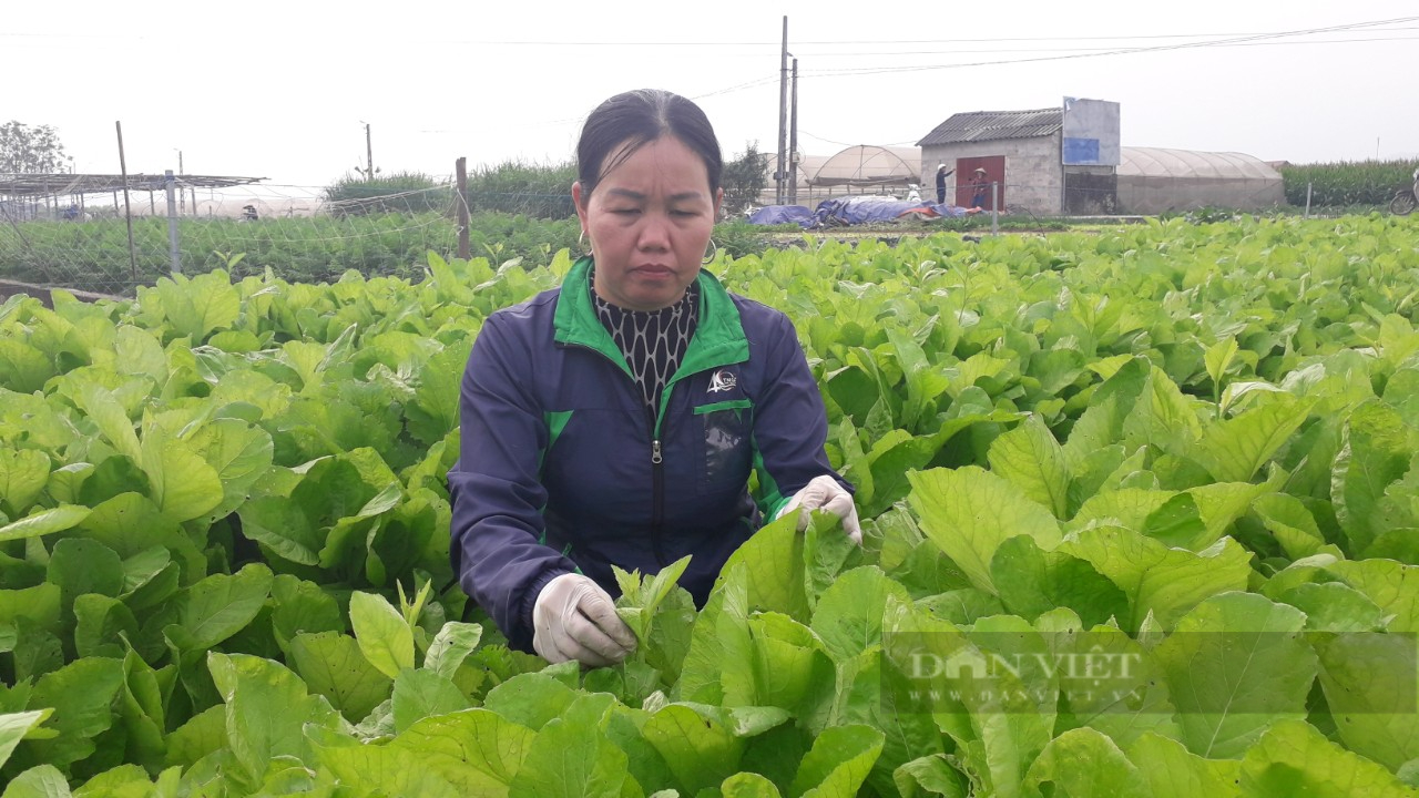 Thái Nguyên: Trồng rau an toàn dễ chăm mà thu nhập khá, dù giá có xuống thấp vẫn có lãi - Ảnh 3.
