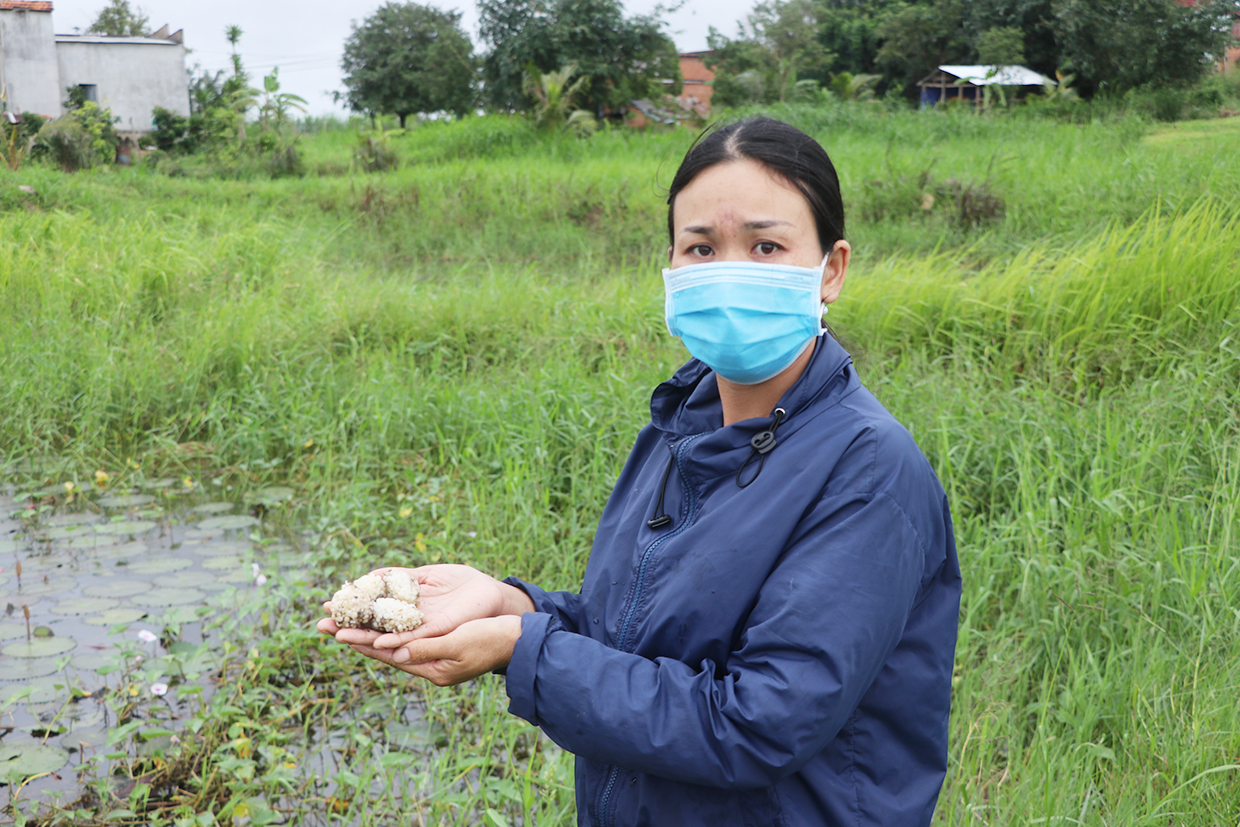 Gia Lai: Nhìn như ao hoang, cỏ mọc rậm rạp, ngờ đâu lại &quot;vớt&quot; được 400 triệu/năm nhờ nuôi ốc đặc sản &quot;siêu đẻ&quot; - Ảnh 1.