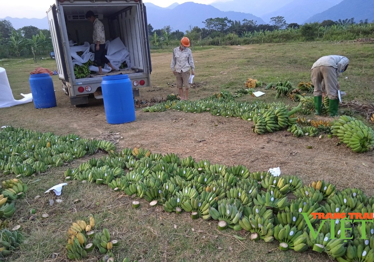 Sơn La: Triển vọng thu tiền tỷ từ trồng chuối nuôi cấy mô - Ảnh 2. Sơn La: Triển vọng thu tiền tỷ từ trồng chuối nuôi cấy mô - Ảnh 2.