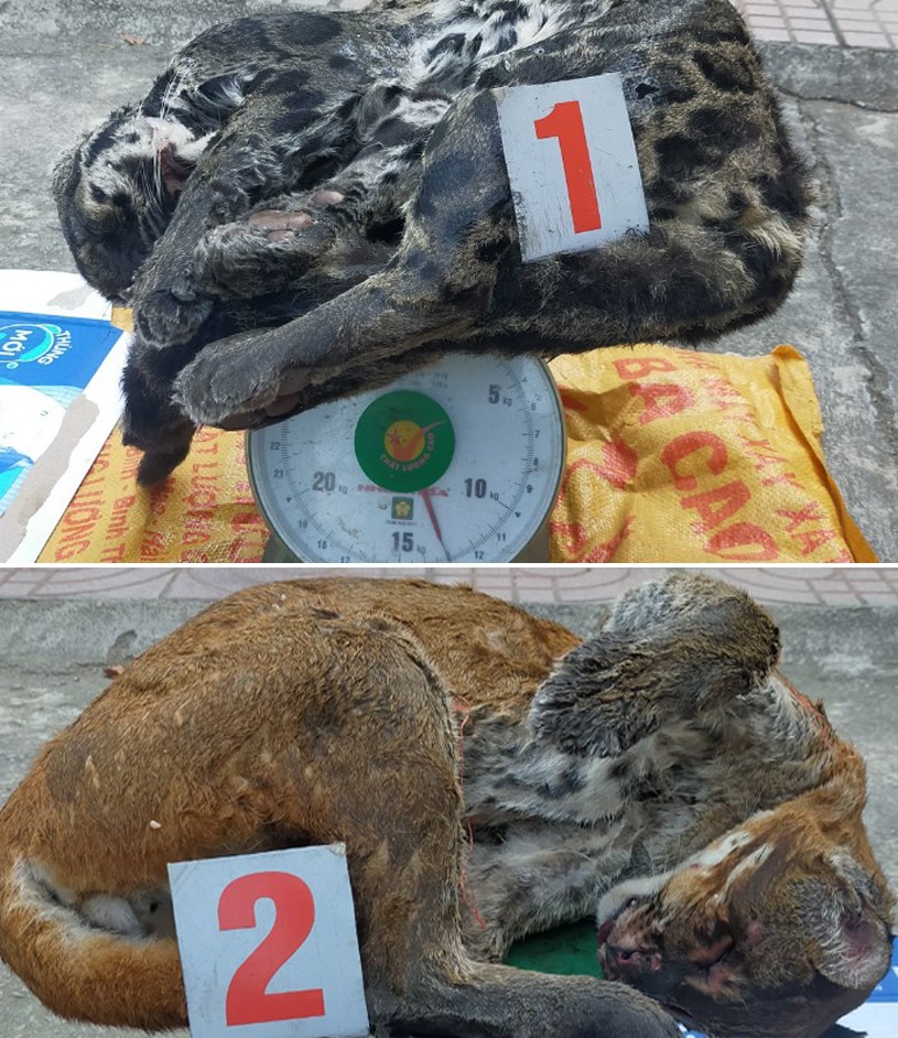 Bắt giữ đối tượng tàng trữ 2 cá thể báo gấm và beo lửa tại Thanh Hóa - Ảnh 1. Bắt giữ đối tượng tàng trữ 2 cá thể báo gấm và beo lửa tại Thanh Hóa - Ảnh 1.
