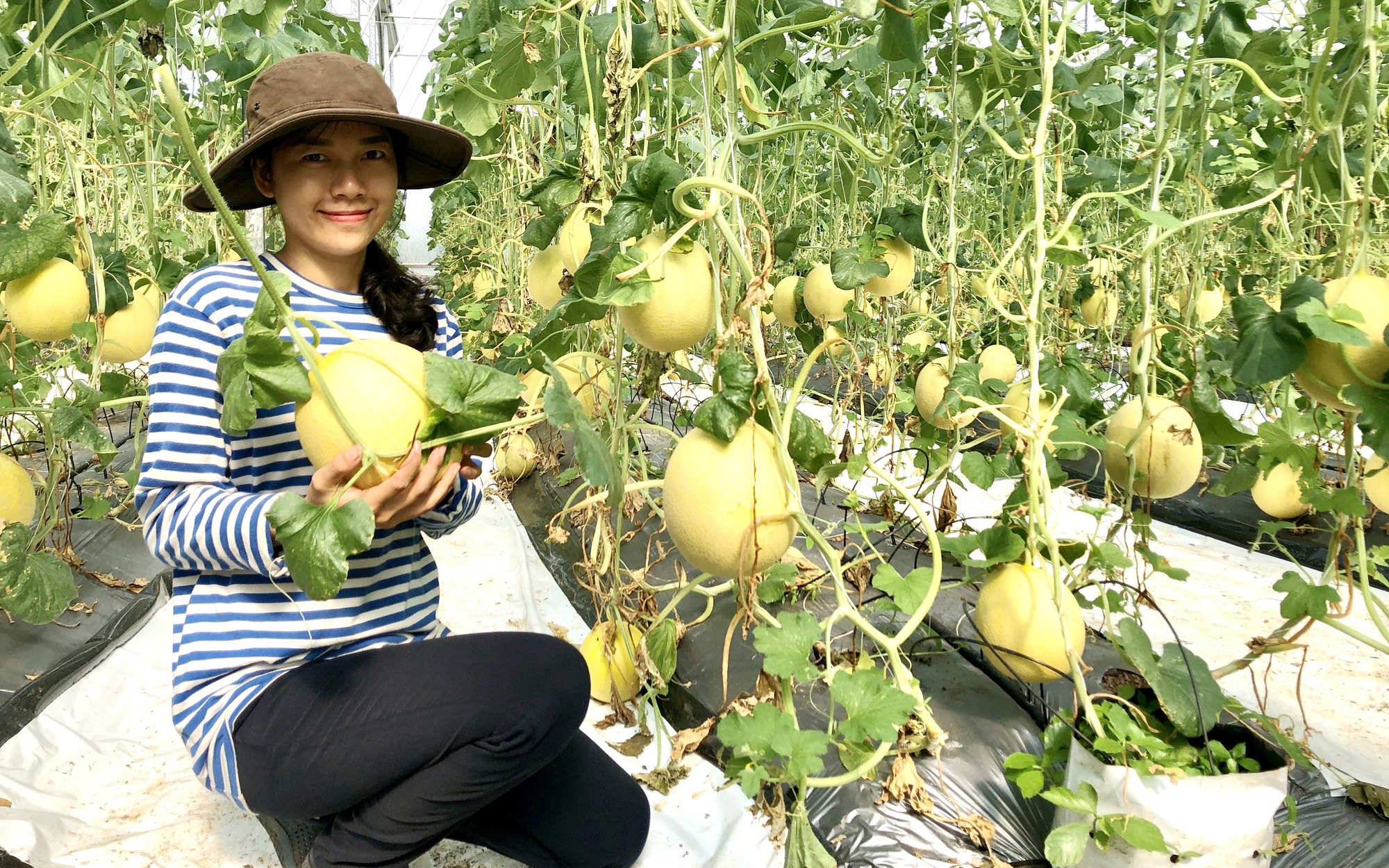Nông nghiệp công nghệ cao giúp nông dân Bà Rịa - Vũng Tàu ung dung bước qua đại dịch Covid-19 - Ảnh 1.