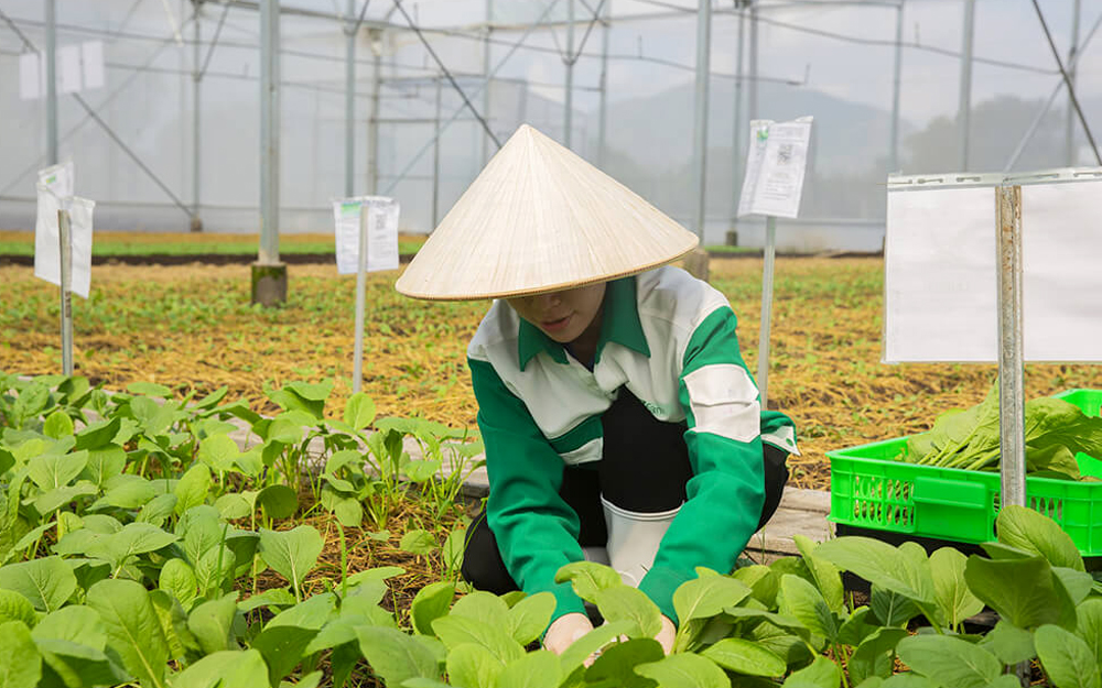 Nông nghiệp công nghệ cao giúp nông dân Bà Rịa - Vũng Tàu ung dung bước qua đại dịch Covid-19 - Ảnh 4.
