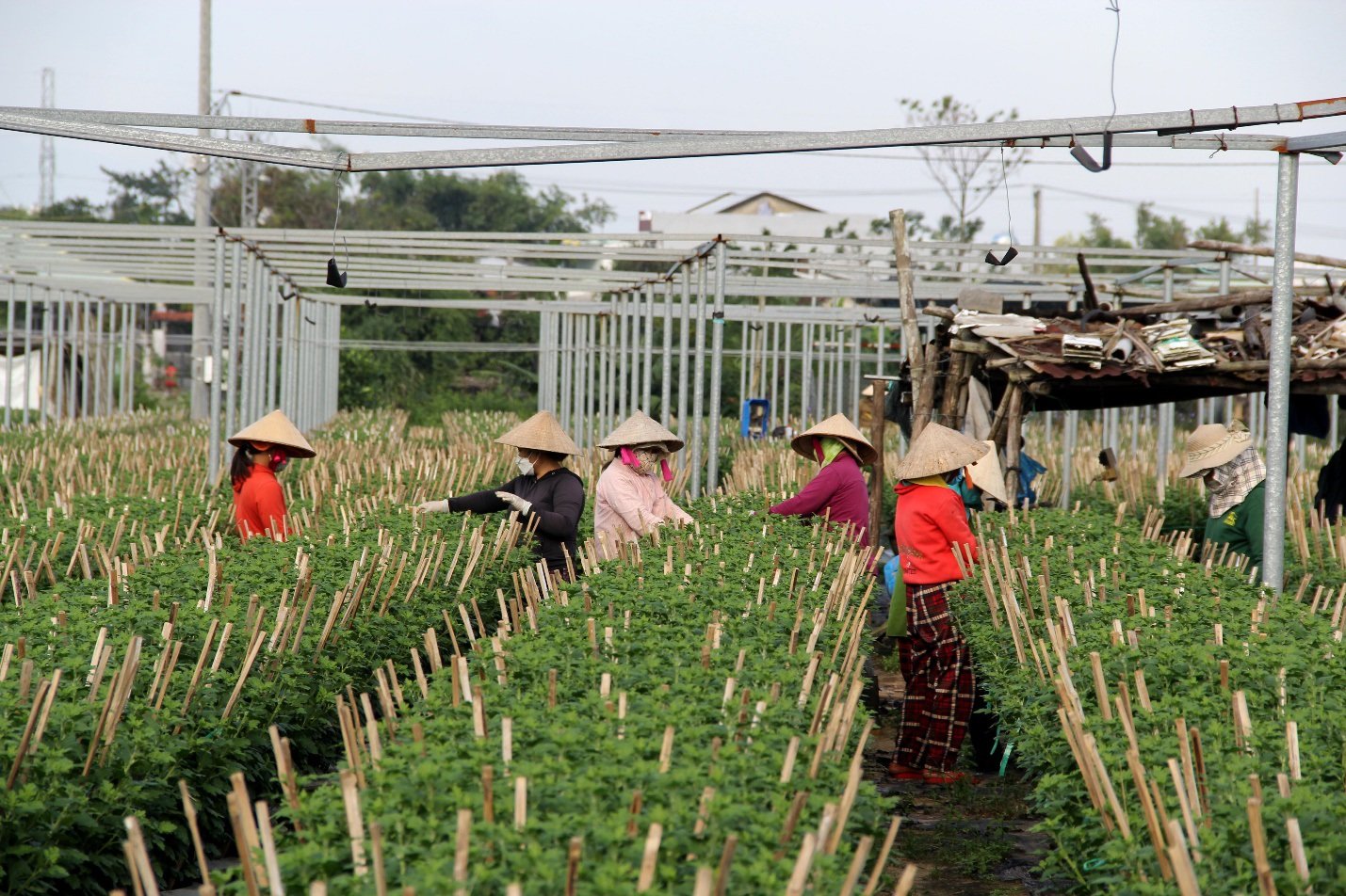 Dịch bệnh và giá phân bón tăng nhanh, người trồng hoa Tết &quot;nơm nớp&quot; - Ảnh 2.