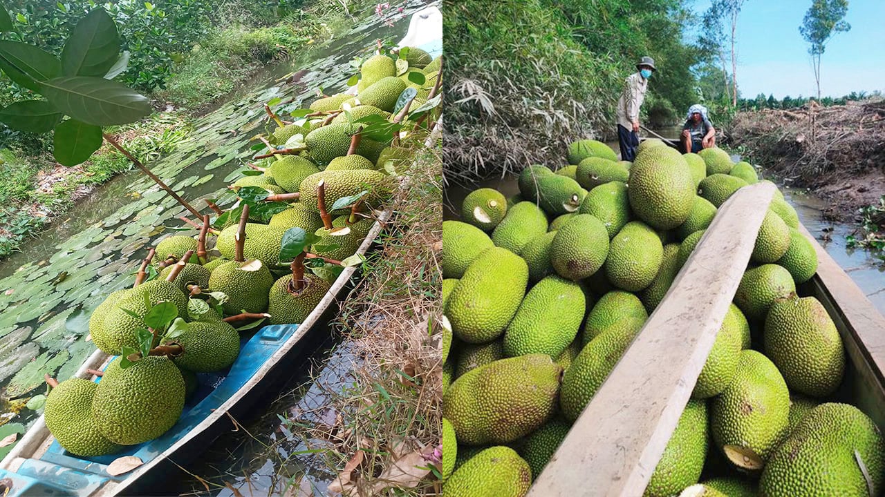 Giá mít Thái hôm nay 23/12: Vựa giới hạn số lượng mua vào, lý do không nên đốn mít Thái để trồng cây khác  - Ảnh 1.