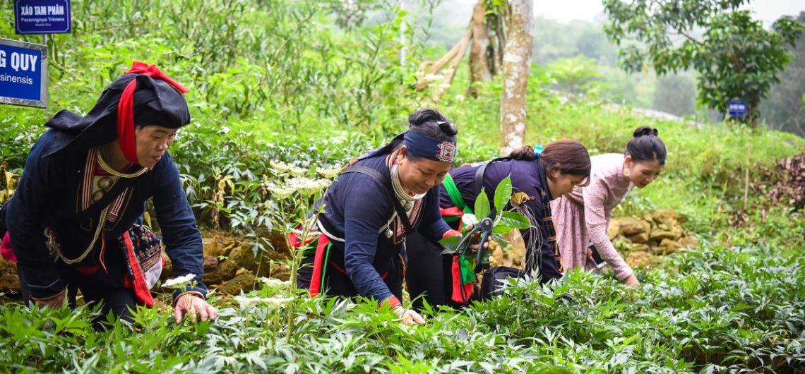 Người dân thoát nghèo nhờ trồng dược liệu, nuôi bò ở vùng đệm khu bảo tồn, vườn Quốc gia - Ảnh 3.