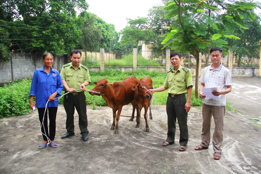 Người dân thoát nghèo nhờ trồng dược liệu, nuôi bò ở vùng đệm khu bảo tồn, vườn Quốc gia - Ảnh 4.