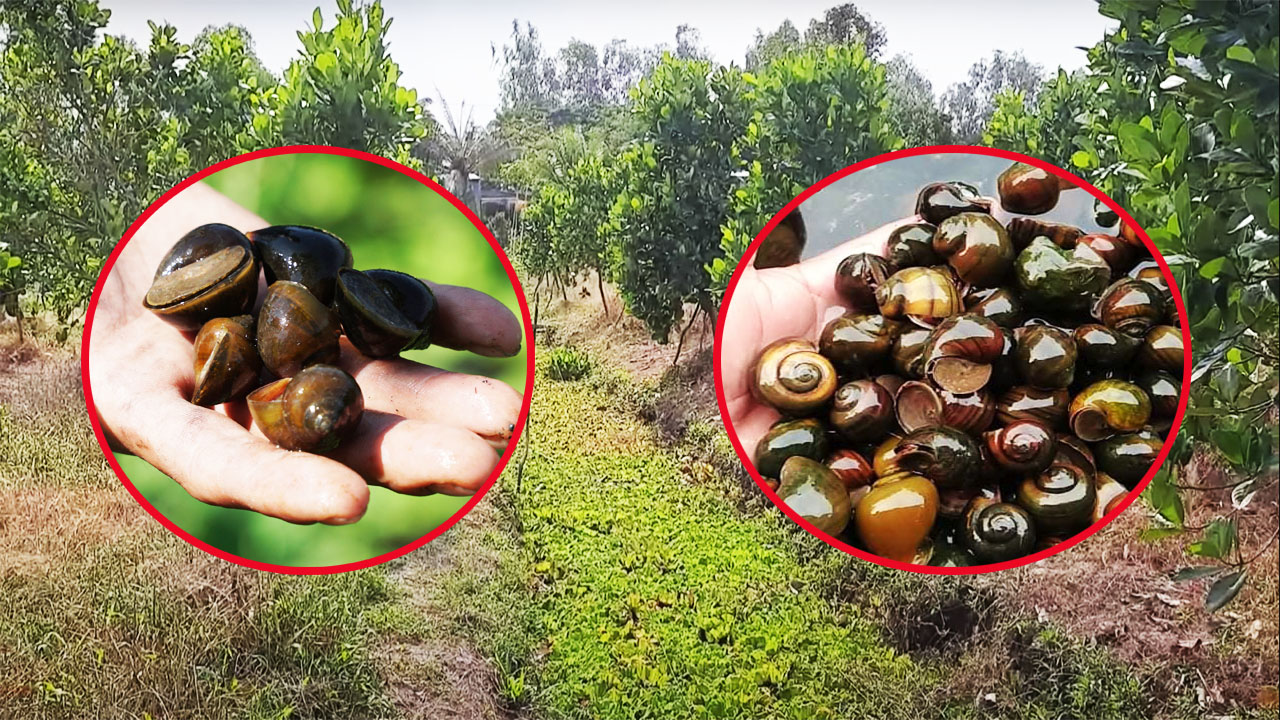 Giá mít Thái hôm nay 24/12: Nuôi ốc bươu đen trong vườn mít Thái sẽ giảm nỗi lo giá mít Thái giảm? - Ảnh 1.