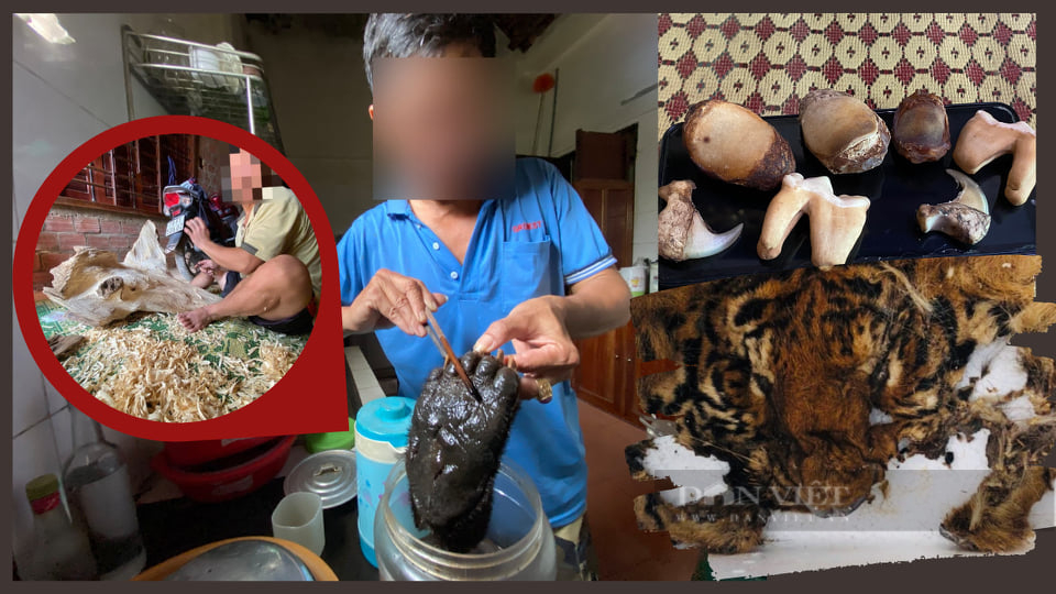 Nguyên nhân những lão nông cược mạng, ngậm ngải tìm trầm xuyên quốc gia - Ảnh 3.