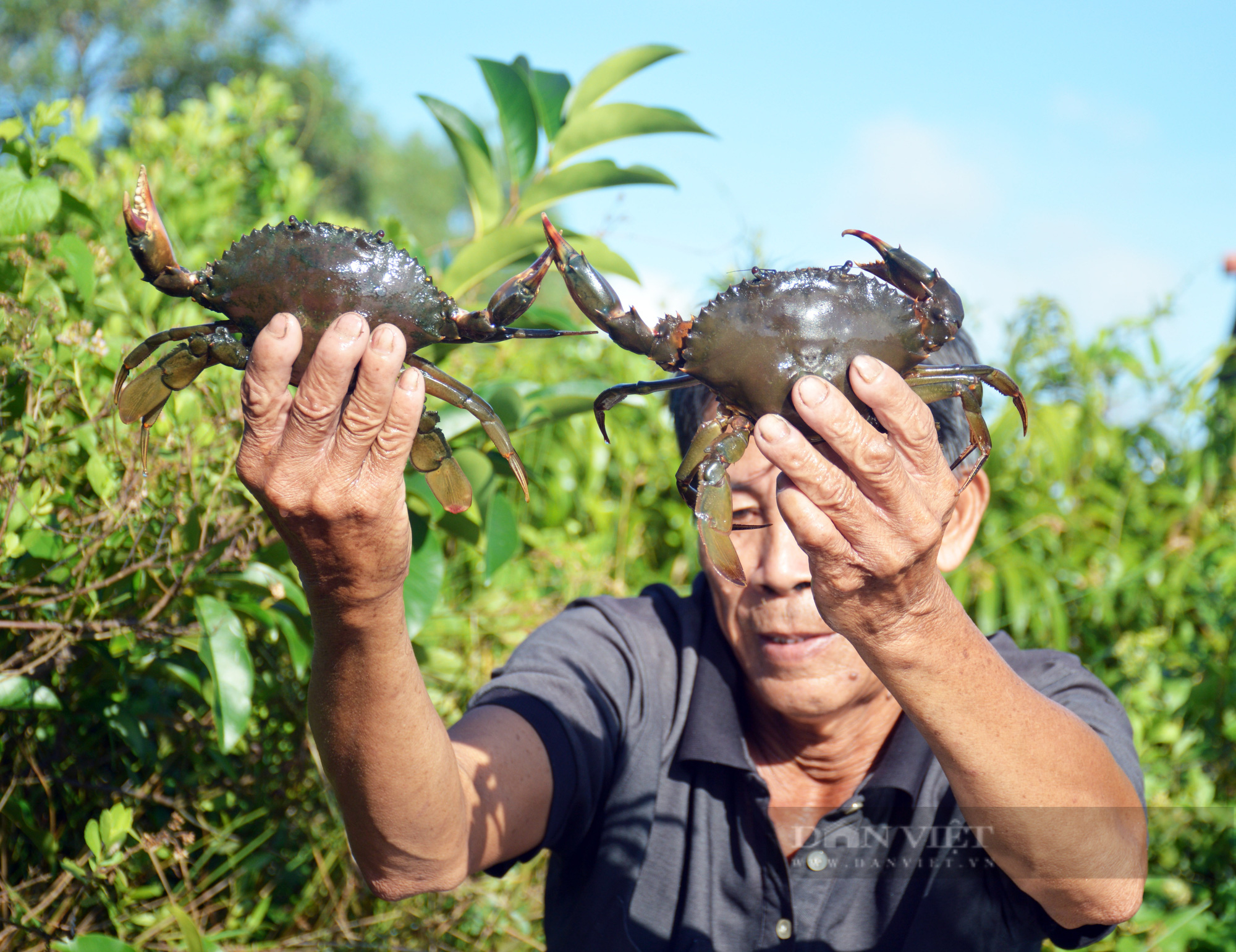 Cua Cà Mau giảm 100.000 đồng/kg vì khó bán qua Trung Quốc - Ảnh 2.