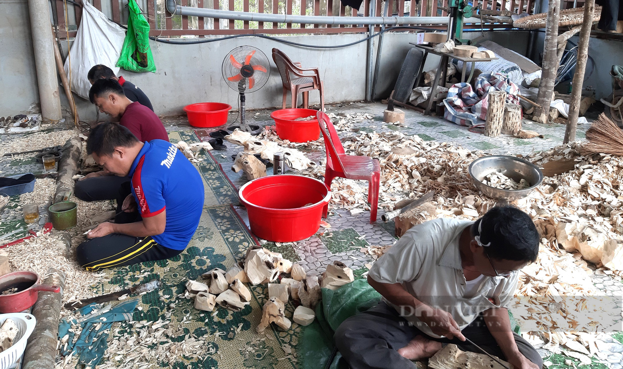 Nguyên nhân những lão nông cược mạng, ngậm ngải tìm trầm xuyên quốc gia - Ảnh 2.
