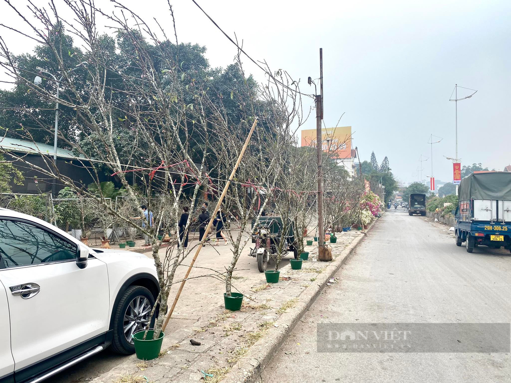 Đào rừng tiền triệu rục rịch xuống phố - Ảnh 1.