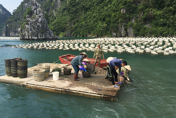 Chương trình quốc gia bảo vệ và phát triển nguồn lợi thủy sản: Sẽ thành lập các khu bảo tồn biển - Ảnh 5.