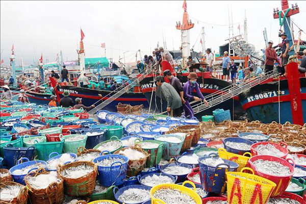 Chương trình quốc gia bảo vệ và phát triển nguồn lợi thủy sản: Sẽ thành lập các khu bảo tồn biển - Ảnh 1.