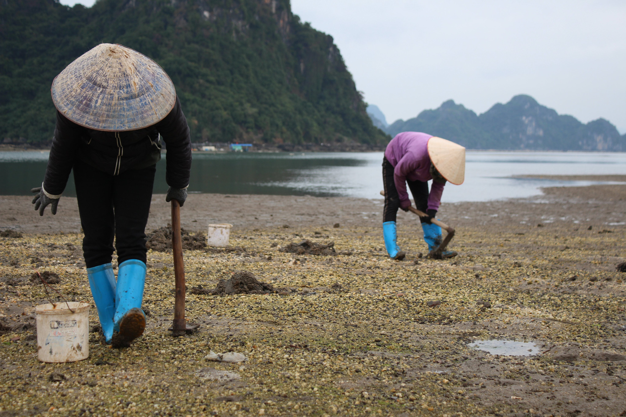 Quảng Ninh: Đi săn sá sùng kiếm tiền triệu mỗi ngày - Ảnh 1.