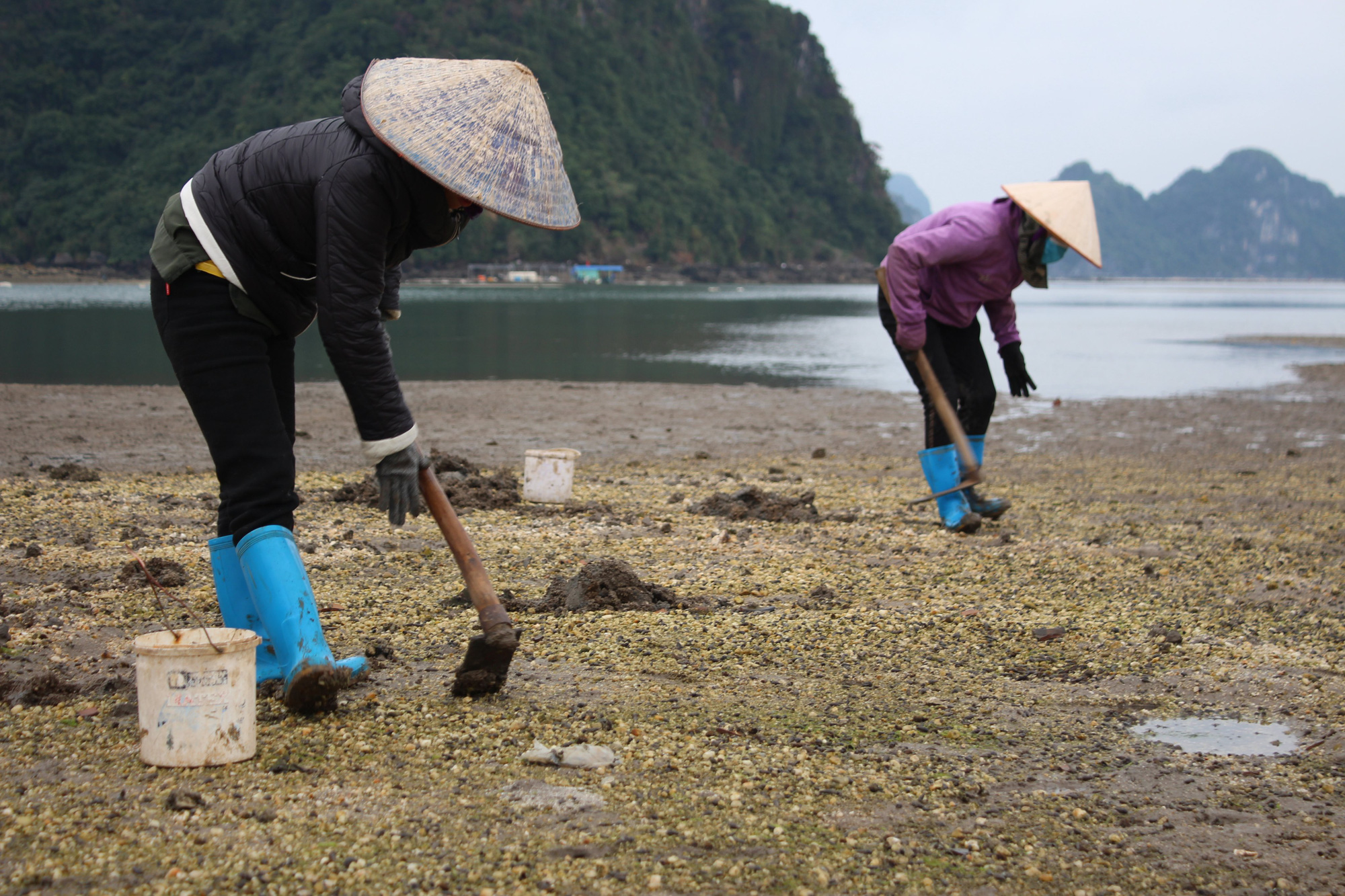 Quảng Ninh: Đi săn sá sùng kiếm tiền triệu mỗi ngày - Ảnh 2.