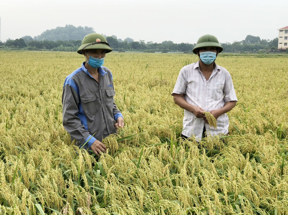 Bắc Ninh: &quot;Cả làng&quot; ở thành phố này &quot;chung thủy&quot; chỉ cấy giống lúa nếp gì mà mỗi năm &quot;ẵm&quot; về hơn 50 tỷ? - Ảnh 1.