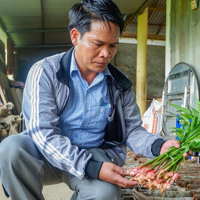 Quảng Ngãi: Đầu tư trên 9,1 tỷ xây dựng chuỗi liên kết cho đặc sản gừng gió  - Ảnh 1.