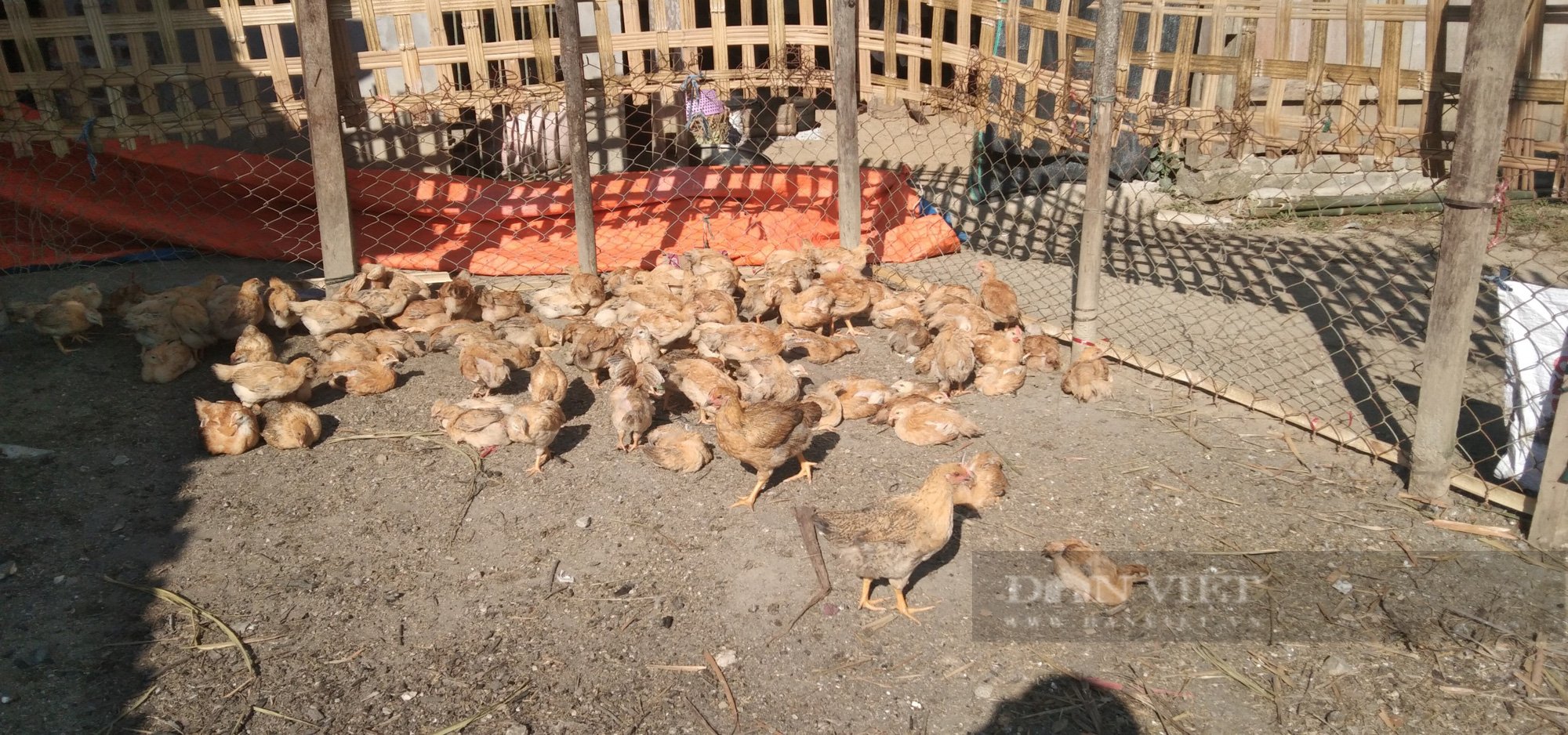 Dồn nguồn lực để nhân rộng mô hình nông nghiệp đảm bảo dinh dưỡng - Ảnh 3.