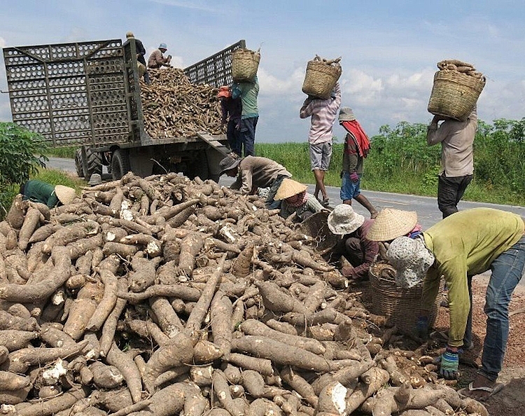 Tích trữ chờ cửa khẩu hết ùn ứ, mặt hàng này lại xuất khẩu mạnh sang Trung Quốc - Ảnh 1. Tích trữ chờ cửa khẩu hết ùn ứ, mặt hàng này lại xuất khẩu mạnh sang Trung Quốc - Ảnh 1.