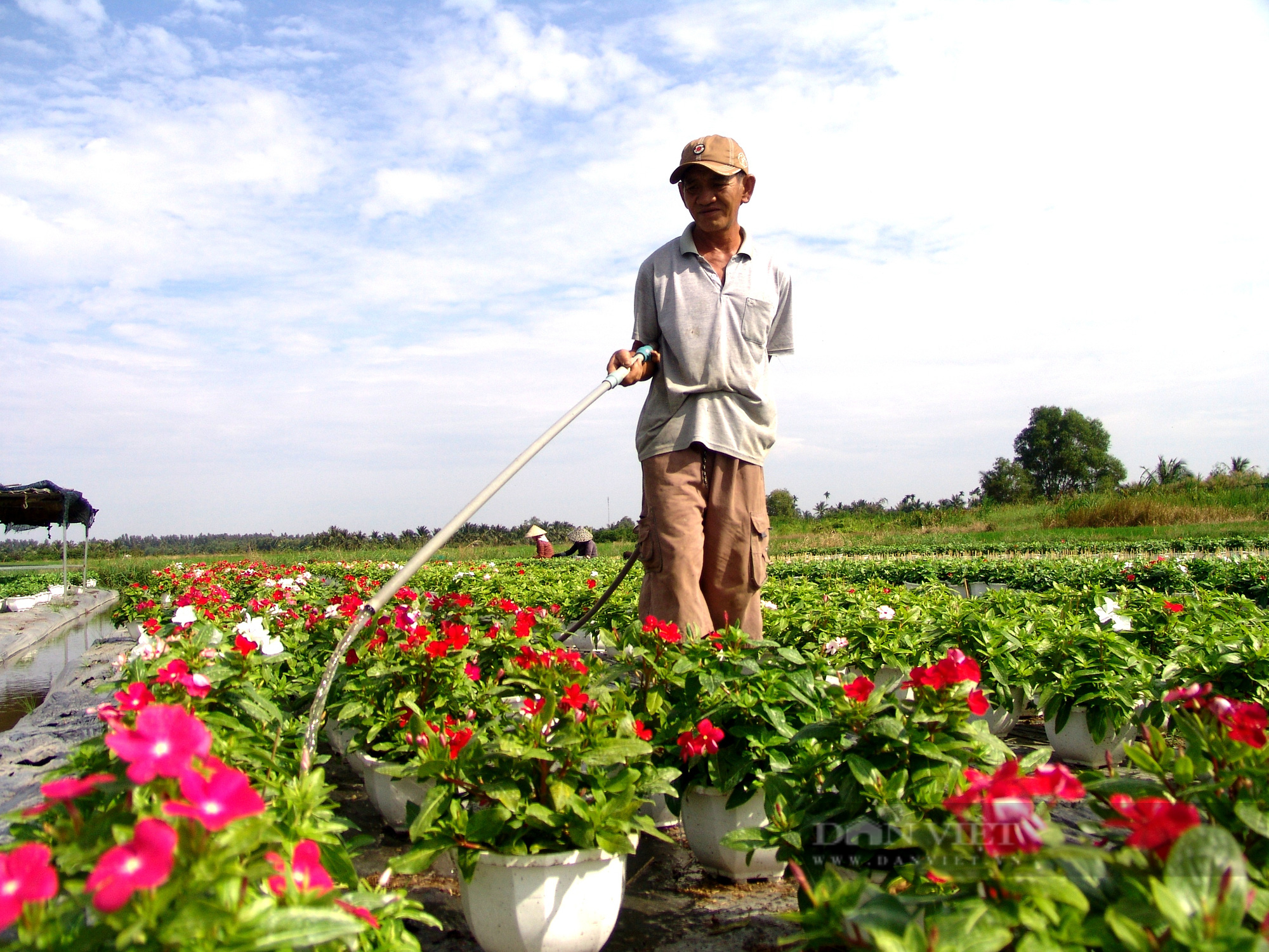 Chưa ra chợ tết, hoa tết đã kém “tươi” - Ảnh 3.