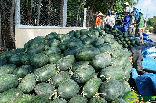 Quảng Nam: Huyện Phú Ninh chuyển mình, thu nhập người dân nâng cao rõ rệt - Ảnh 3. Quảng Nam: Huyện Phú Ninh chuyển mình, thu nhập người dân nâng cao rõ rệt - Ảnh 3.