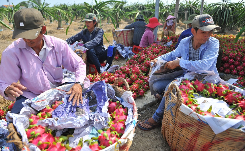 Trung Quốc dừng nhập khẩu thanh long Việt Nam đến 26/1/2022 - Ảnh 2.