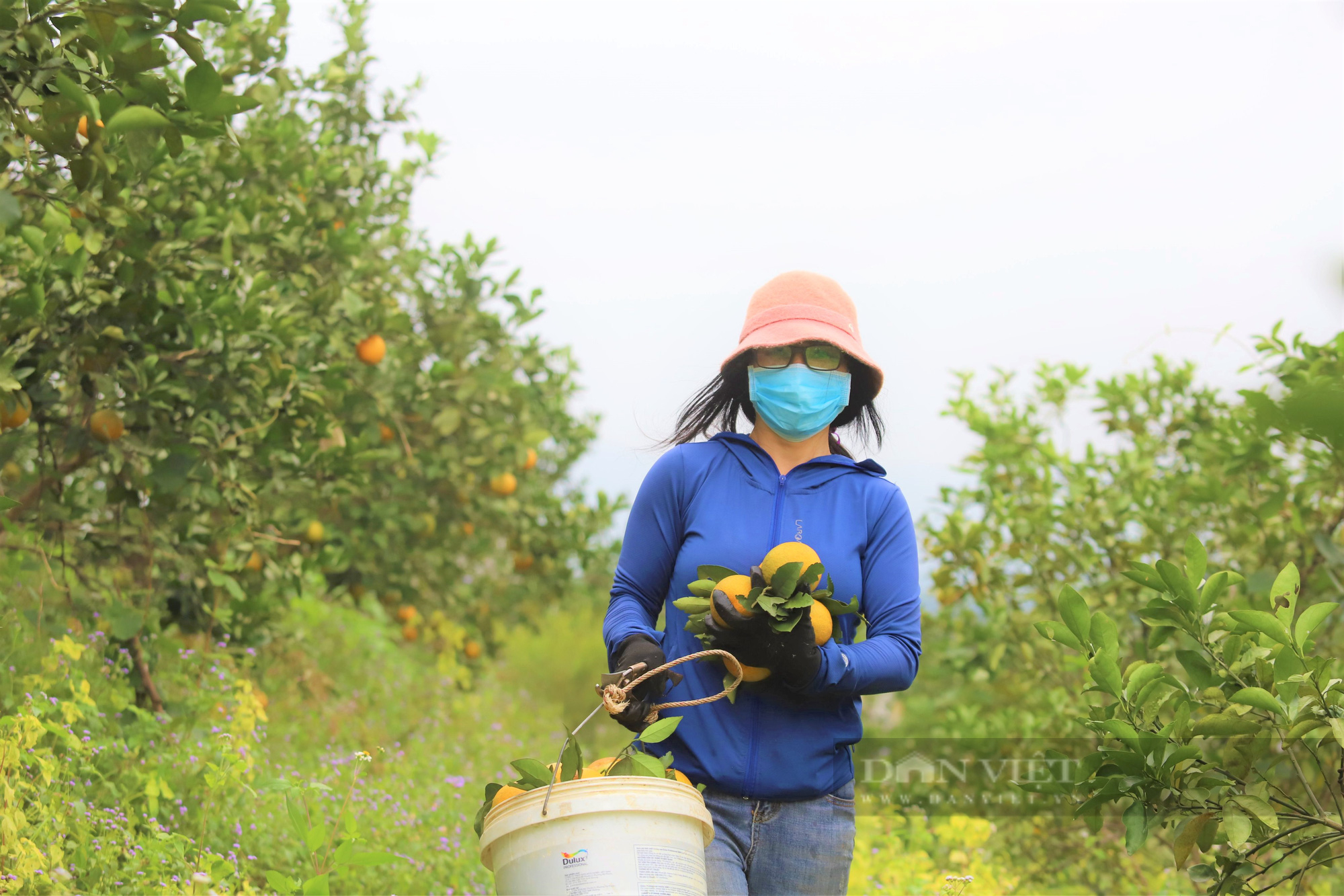Nông dân Hà Tĩnh dùng độc chiêu “mắc màn” cho vườn cam, tránh sâu bọ tấn công - Ảnh 6.