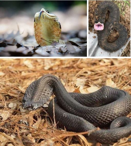 Diễn viên xuất sắc nhất thế giới động vật: Loài rắn &quot;thây ma&quot; chuyên giả chết - Ảnh 2.