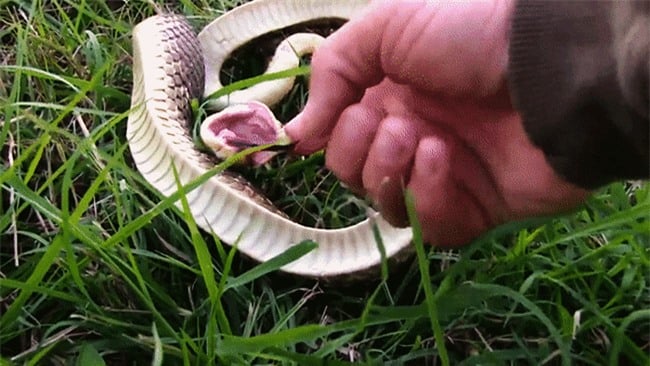 Diễn viên xuất sắc nhất thế giới động vật: Loài rắn &quot;thây ma&quot; chuyên giả chết - Ảnh 5.