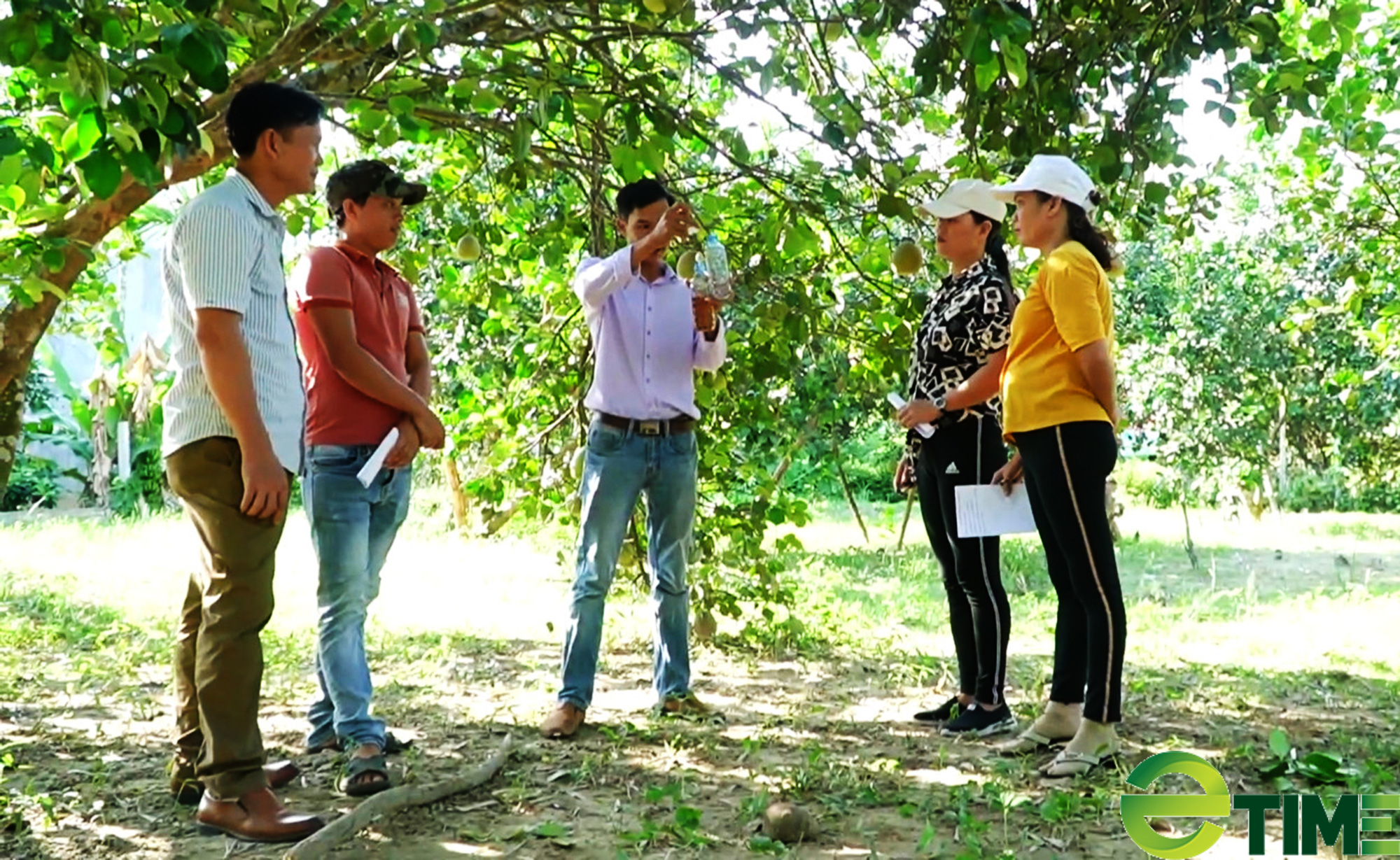 Quảng Nam: Bưởi trụ lông Đại Bình trên hành trình vươn xa   - Ảnh 2.