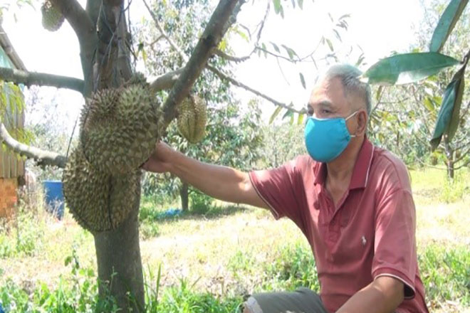 Trồng thứ cây đặc sản ra trái đầy gai, ban đầu tưởng &quot;khó nhai&quot;, ai ngờ ông nông dân Phú Yên lại thu 400 triệu - Ảnh 1.