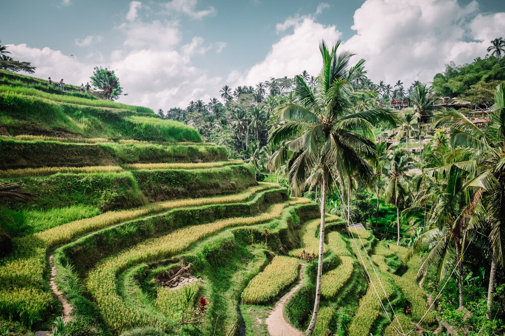 Đảo Bali, Indonesia: Sáu tuần mở cửa không một bóng khách du khách - Ảnh 3.