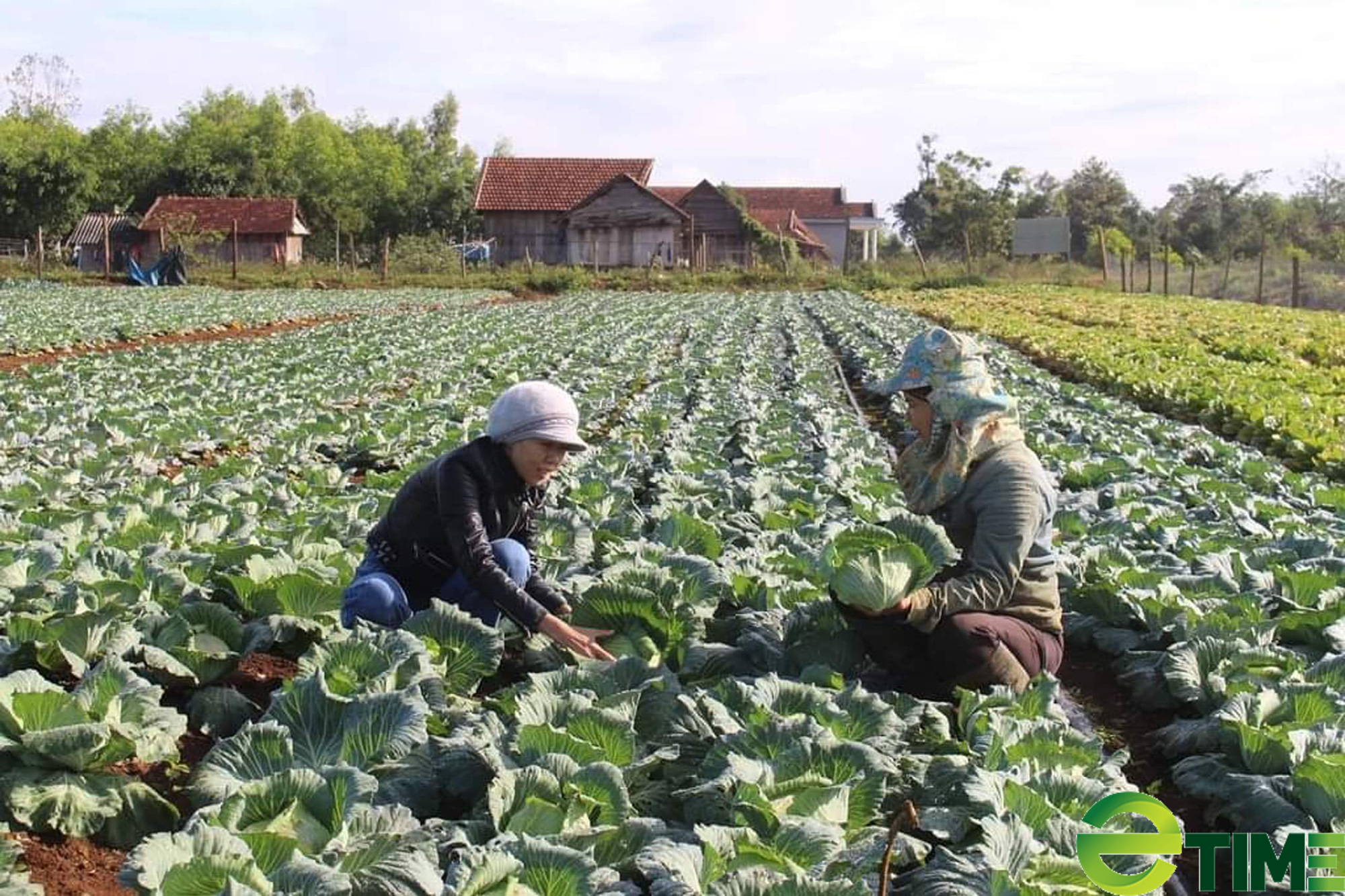 Người Ba Na trồng rau VietGAP - Ảnh 1.