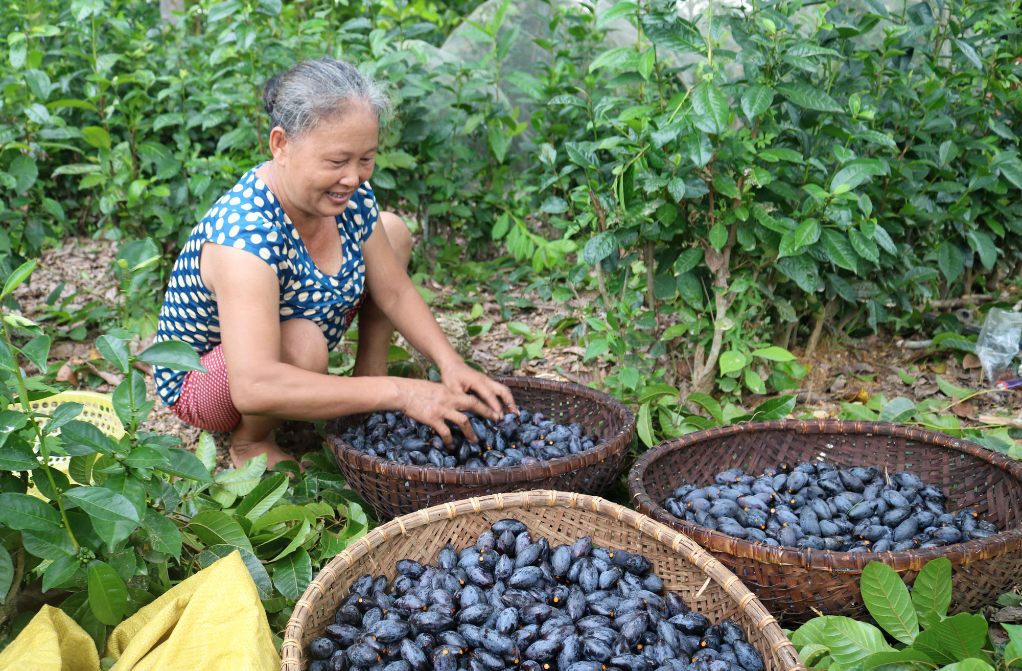 Kể chuyện làng: Trám bùi nên thương - Ảnh 2.