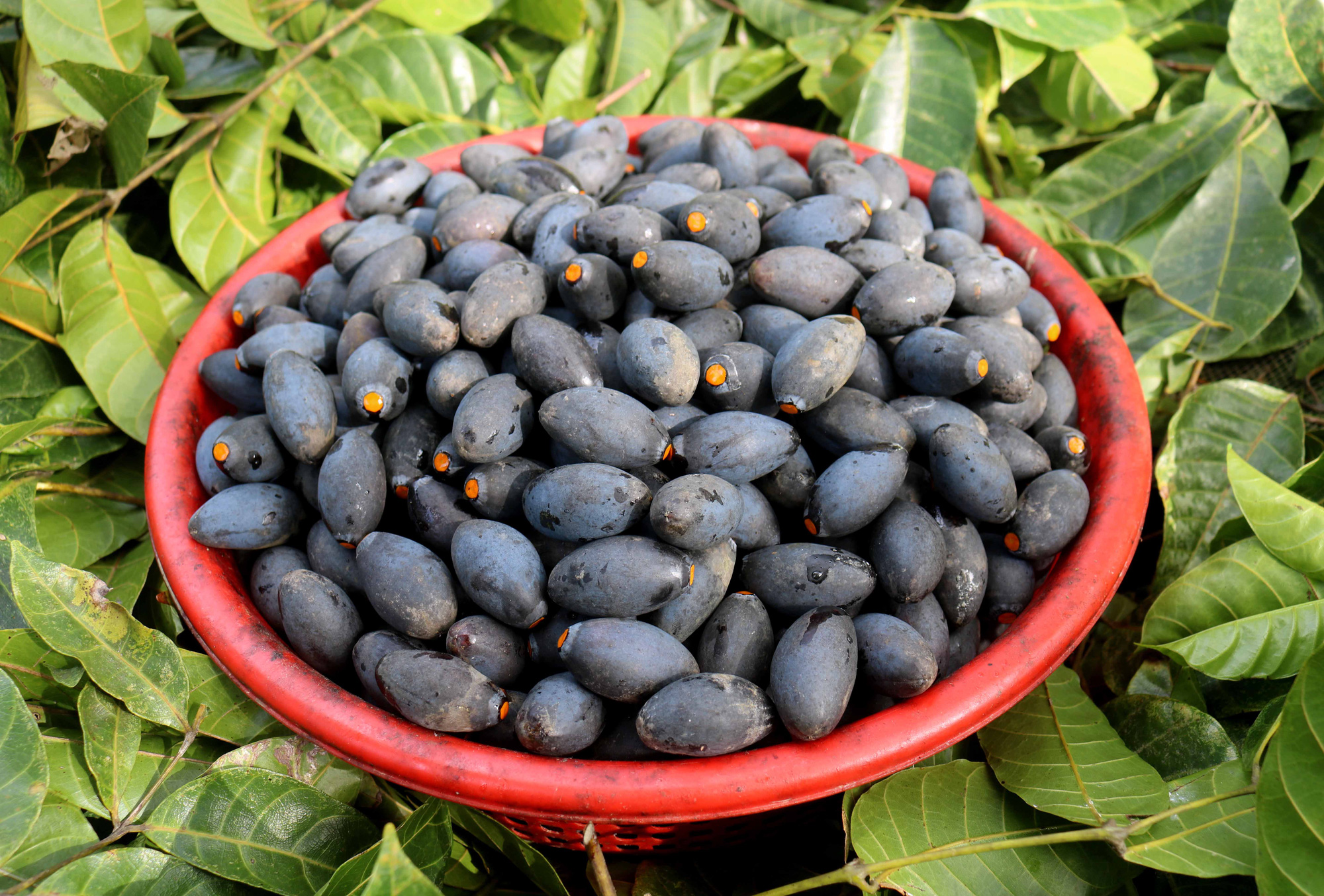 Kể chuyện làng: Trám bùi nên thương - Ảnh 3.
