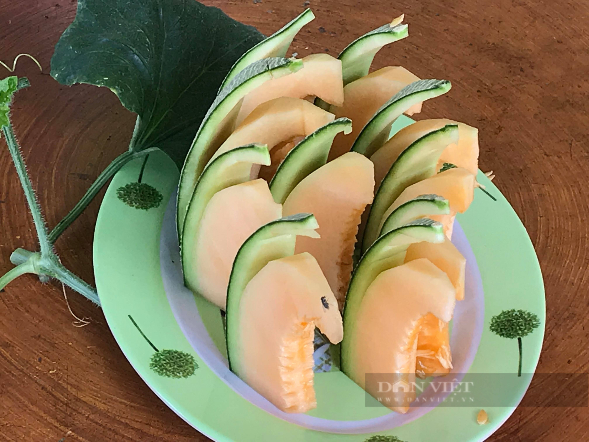 Nghệ An: Chàng thanh niên 9X khiến 400 triệu/năm nhờ trồng dưa lưới trên vùng đất đỏ   - Ảnh 6.