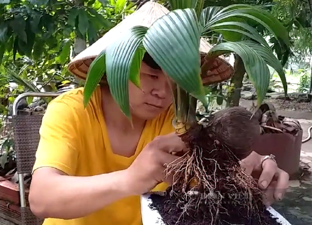 Nông dân &quot;Thủ phủ trái cây&quot; rục rịch đưa sản phẩm độc, lạ ra chợ nông sản Tết - Ảnh 5.