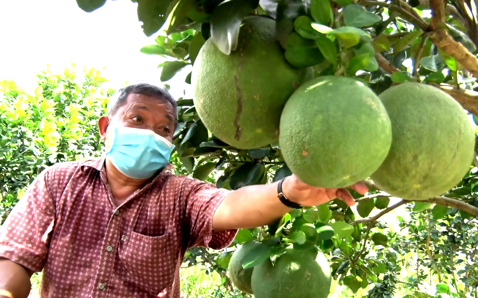 Tiền Giang: Trồng cây cho trái chưng mâm ngũ quả, ông nông dân thu nửa tỷ mỗi năm