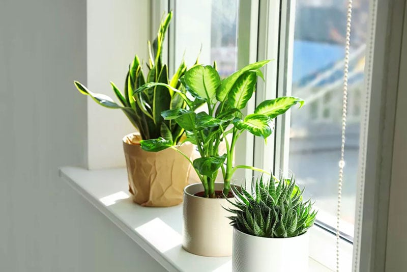 Mẹo phong thủy đón lộc, tụ tài giúp gia đình ngày một giàu sang, sung túc - Ảnh 3.