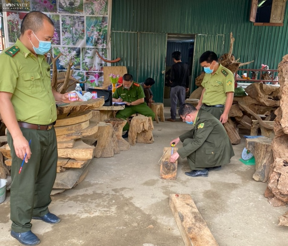 Vụ phá rừng pơ mu VQG Hoàng Liên: Kiểm lâm phối hợp với Công an tạm giữ 257 súc gỗ pơ mu - Ảnh 2.