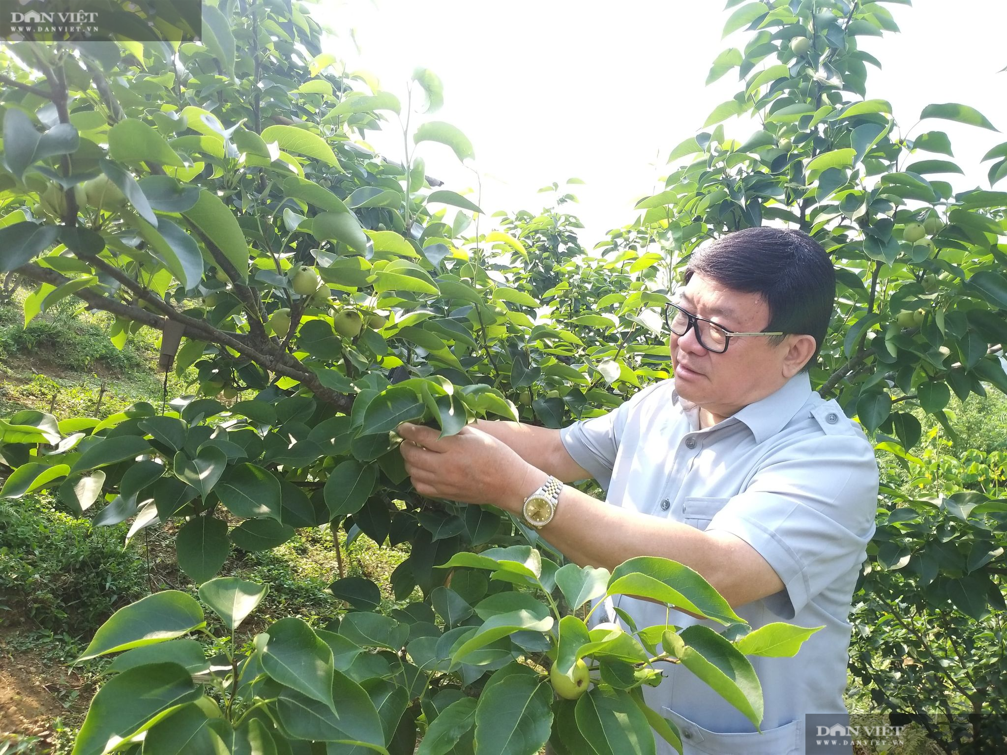 Lai Châu: Nhiều nông dân ở huyện nghèo vùng cao bỗng chốc thành... triệu, tỷ phú nhờ trồng loại hoa, quả đặc sản này - Ảnh 1.